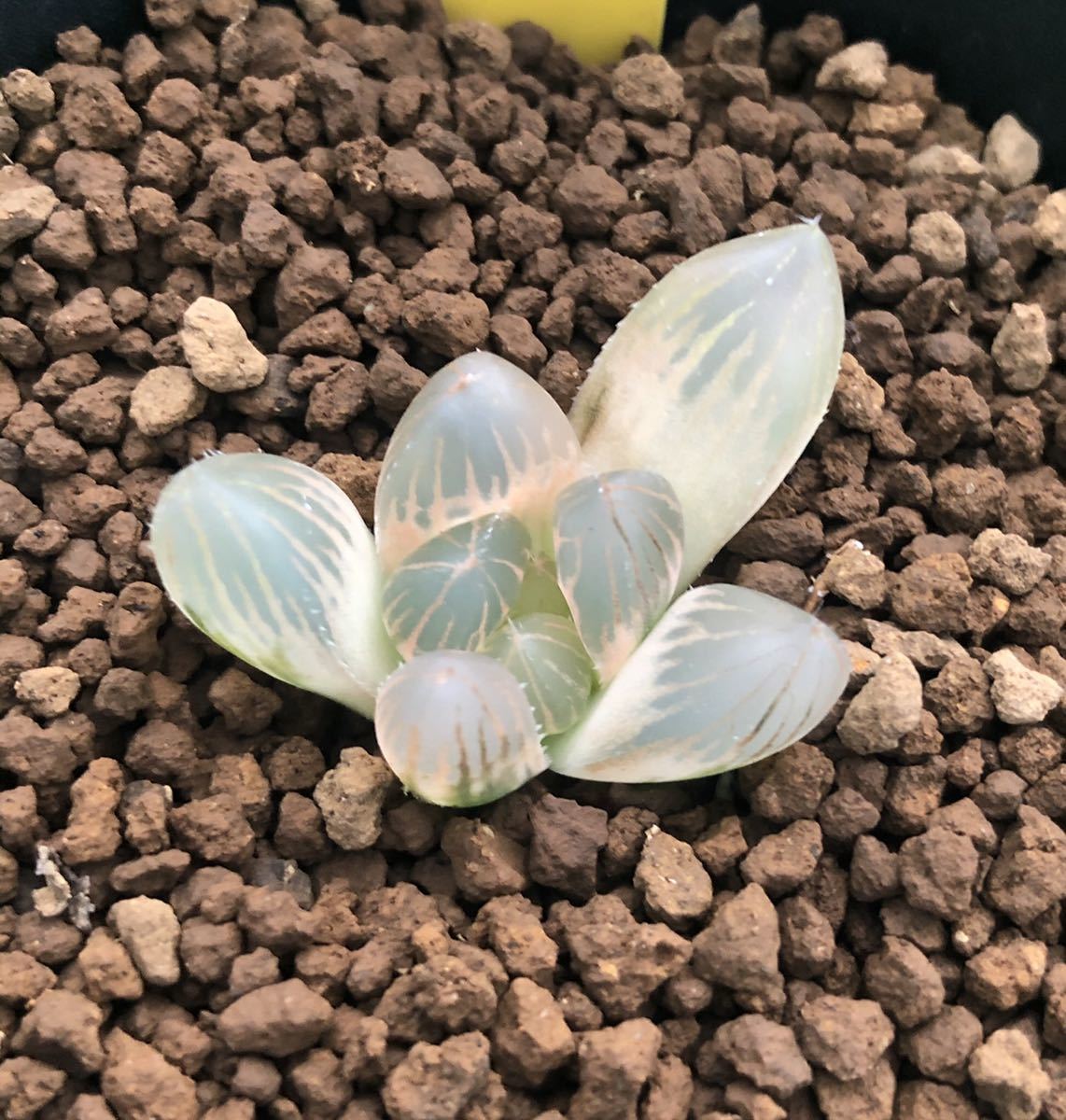 ≧∇≦）多肉植物 ハオルチア オブツーサ錦 糊斑 ハオルチア 多肉植物
