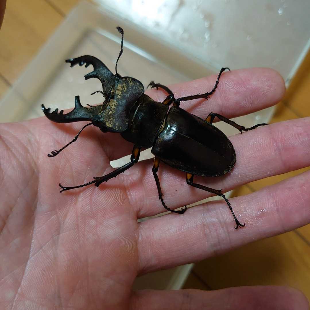 ミヤマクワガタ_1