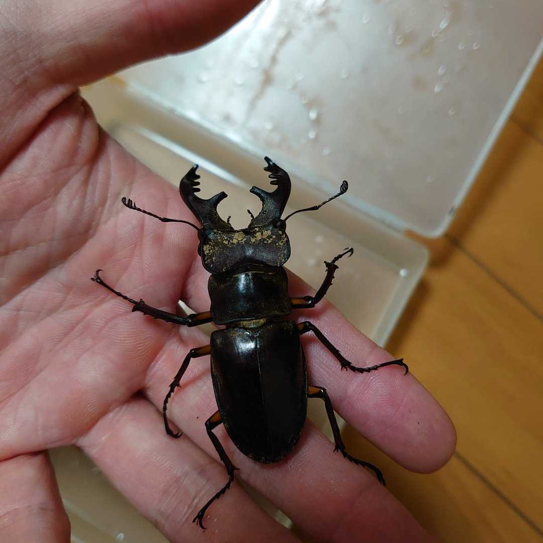 ミヤマクワガタ_2