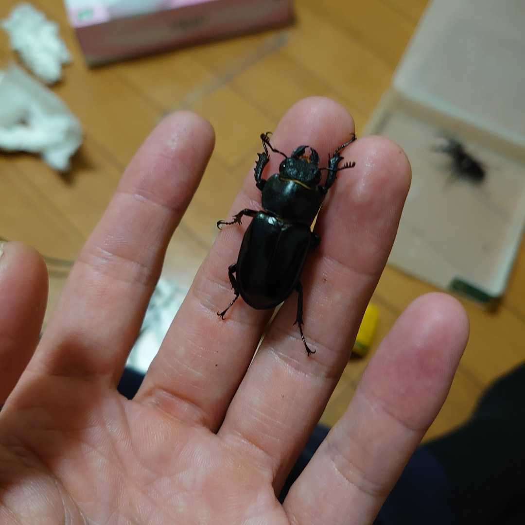 ミヤマクワガタ_3