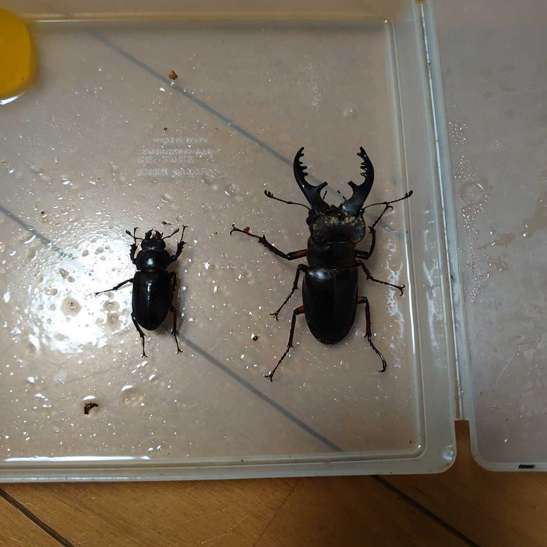 ミヤマクワガタ_5