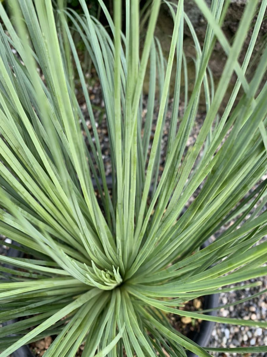 実生株☆大☆レア希少品種☆クサントロエア グラウカ xanthorrhoea