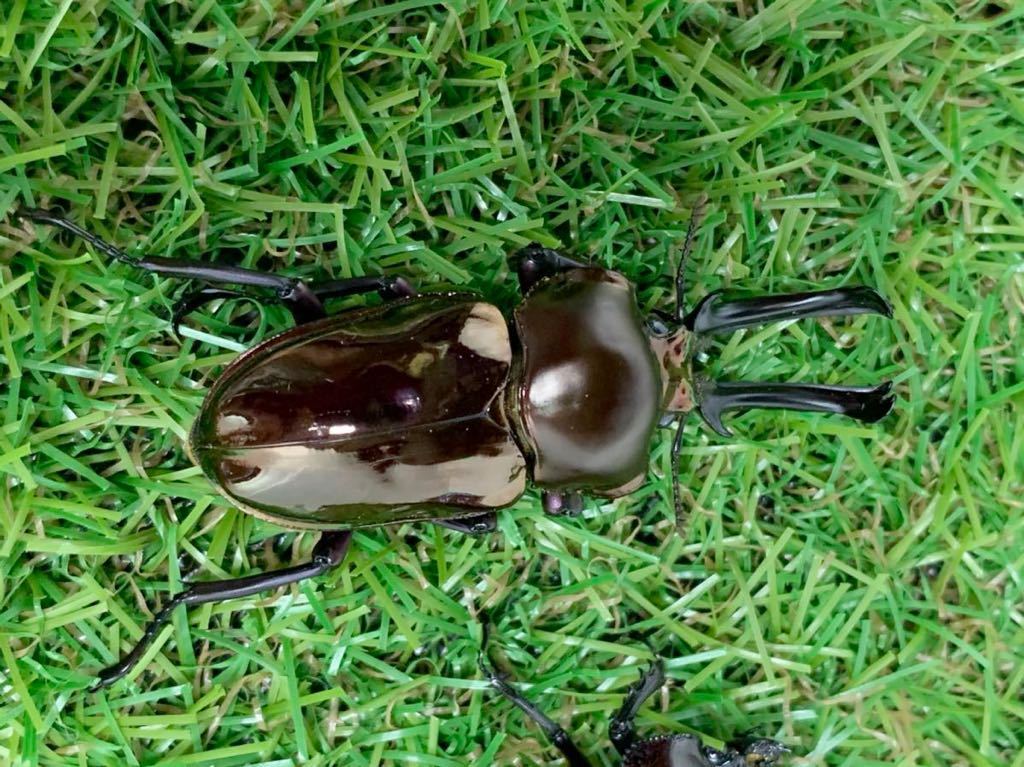 ニジイロクワガタ レッド系 ♂54-57㎜ – HAWAIIAN BEETLE 【SRT】 No.9