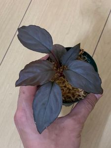 Homalomena SPのYahoo!オークション(旧ヤフオク!)の相場・価格を見る