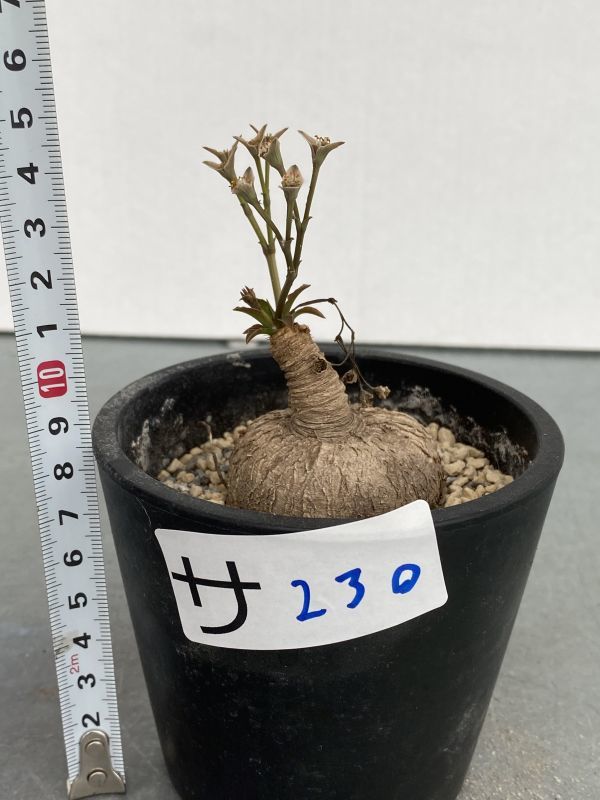 サ230 【場所空けセール・多肉植物】ユーフォルビア スパポダ【多分発