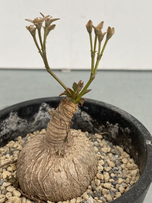 サ230 【場所空けセール・多肉植物】ユーフォルビア スパポダ【多分発