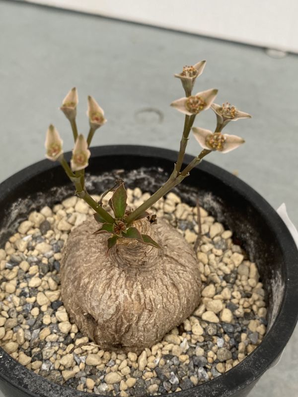 サ230 【場所空けセール・多肉植物】ユーフォルビア スパポダ【多分発
