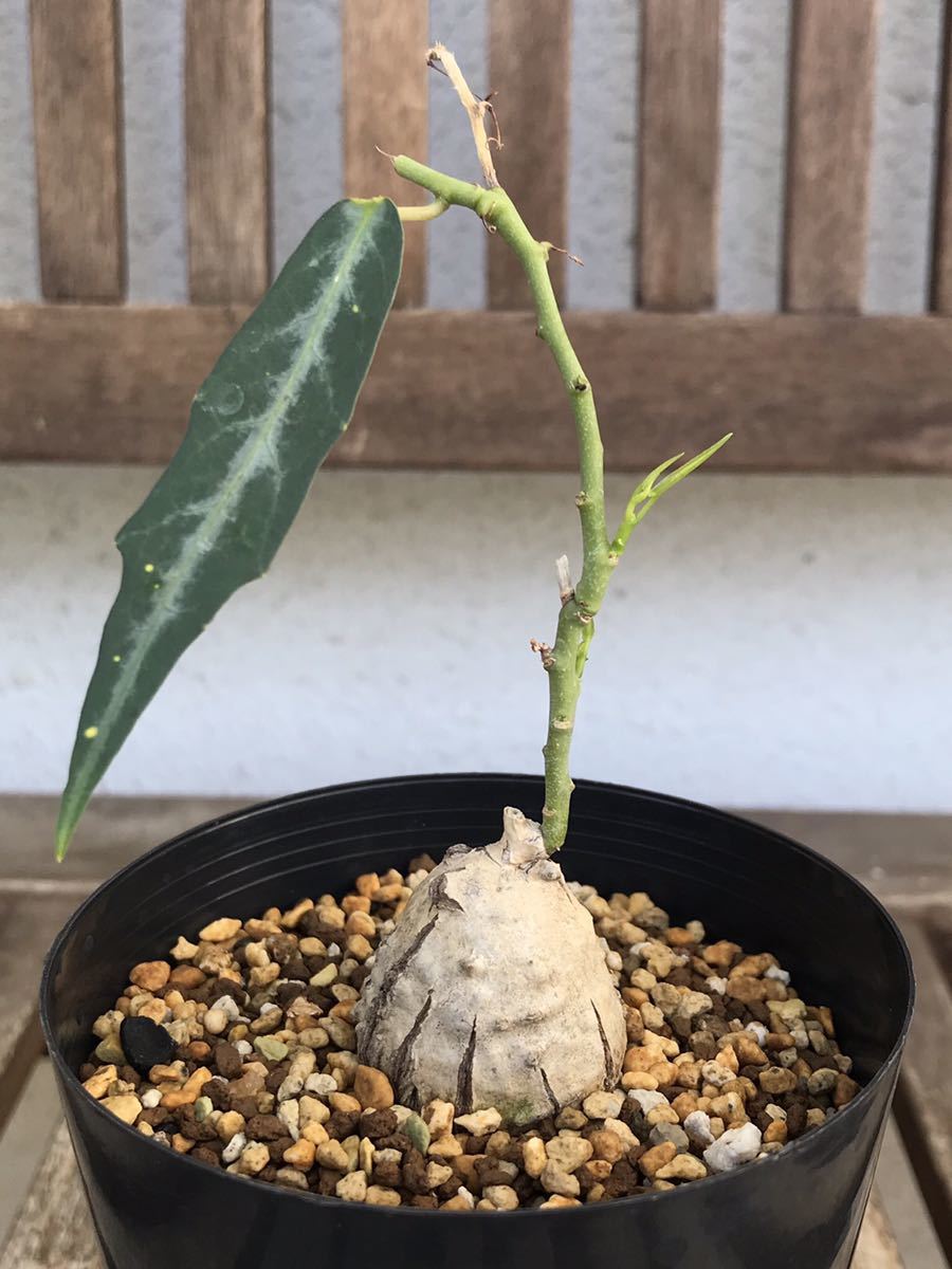 激レア/塊根植物】アデニア ペナンギアナ 鉢植え B-1 アデニア