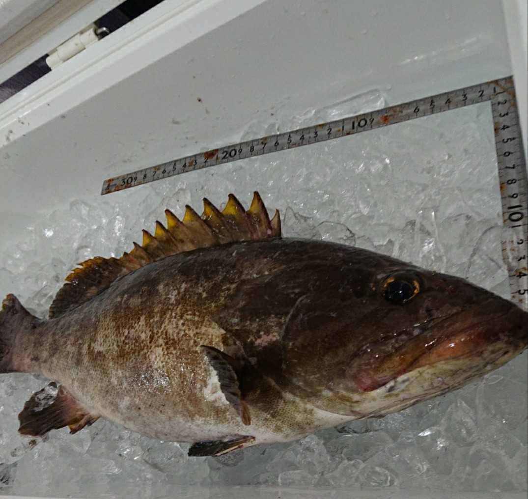 オマケ付き クエ アラ モロコ 1 71キロ 対馬産 天然 超高級魚 激安 オススメ 美味 超目玉 魚 売買されたオークション情報 Yahooの商品情報をアーカイブ公開 オークファン Aucfan Com