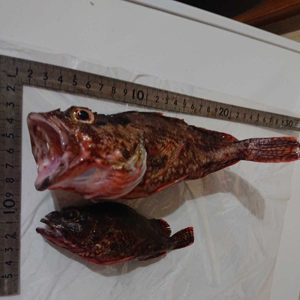オマケ付き クエ アラ モロコ 1 71キロ 対馬産 天然 超高級魚 激安 オススメ 美味 超目玉 魚 売買されたオークション情報 Yahooの商品情報をアーカイブ公開 オークファン Aucfan Com