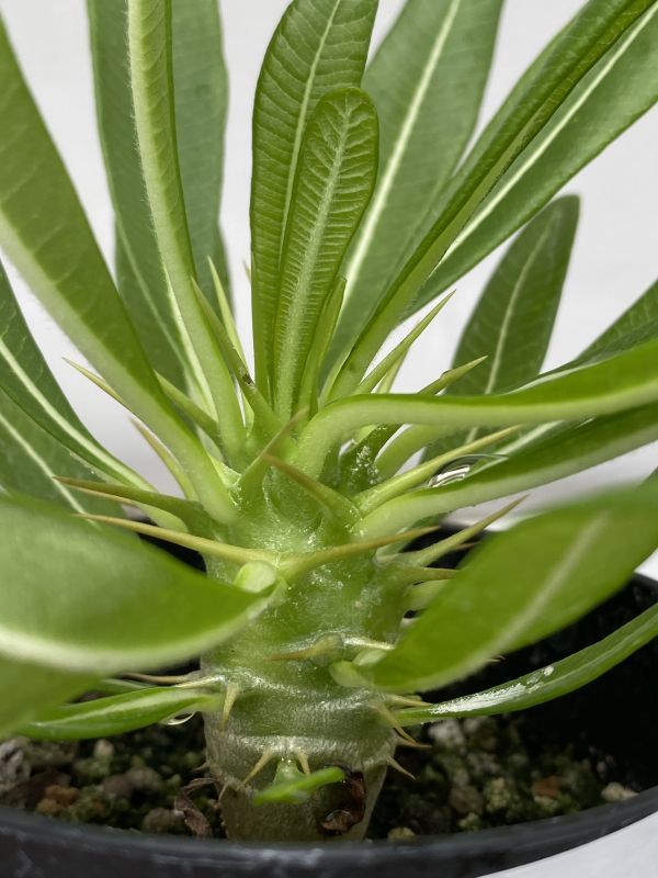 テ94 【塊根植物・実生】パキポディウム　アンボンゲンセ【種から発芽・発根・コーデックス・Pachypodium】