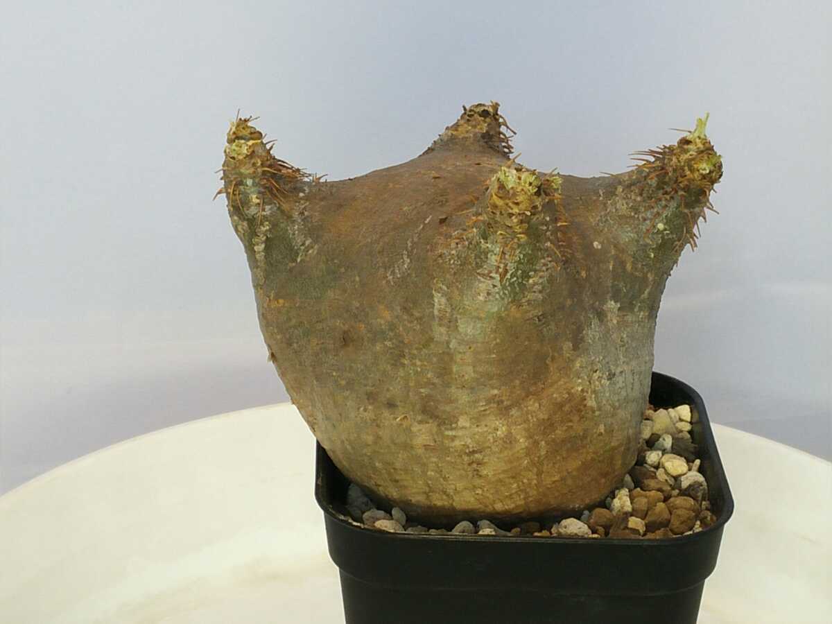 パキポディウム グラキリス 現地球発根済298 発根済現地球