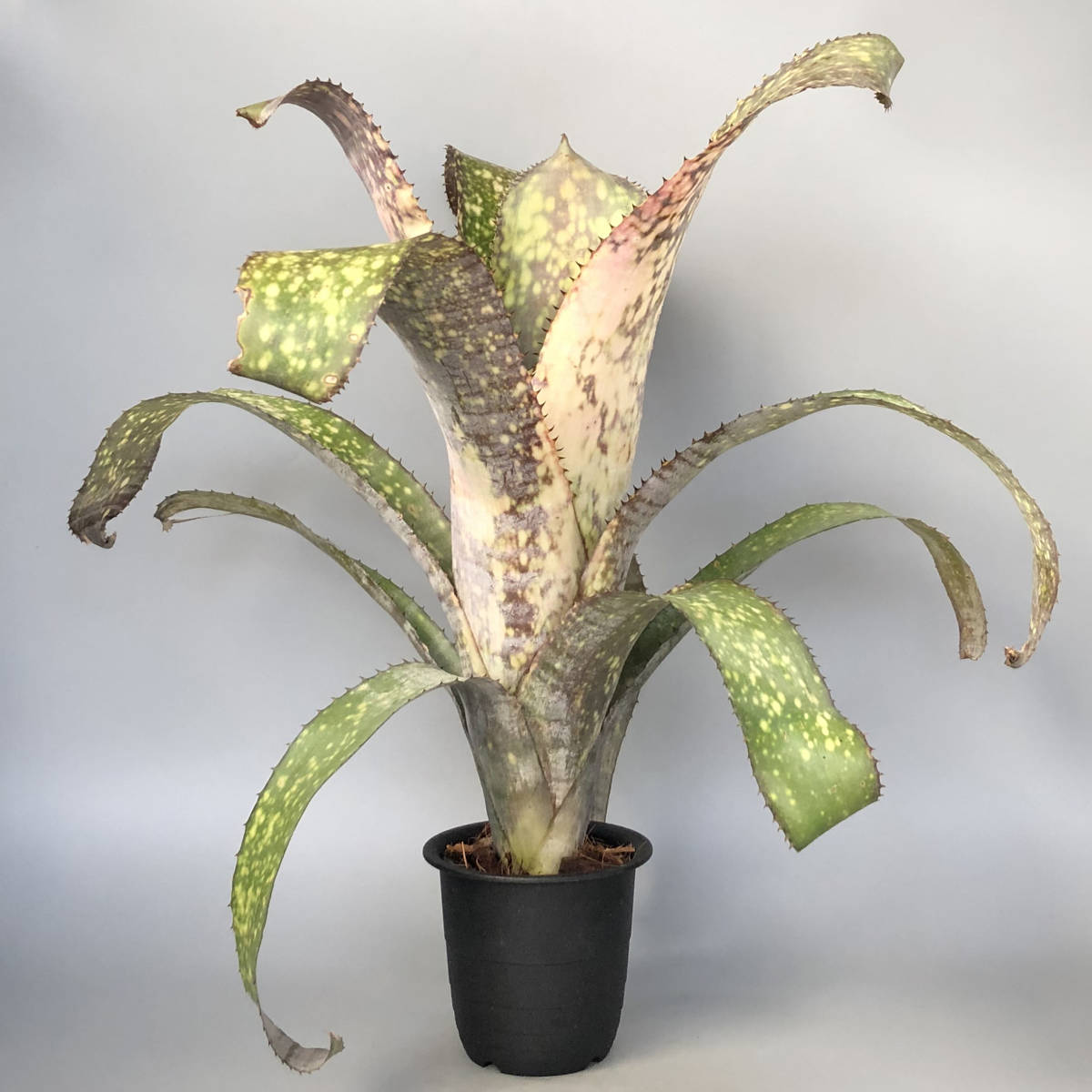 Billbergia | plane BCR Bromeliad Cultivar Register> plants 