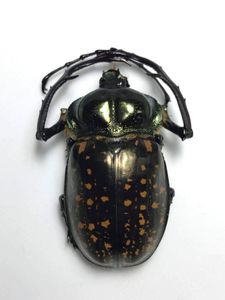 タイワンテナガコガネ　57mm テナガコガネのYahoo!オークション(旧ヤフオク!)の相場・価格を見る