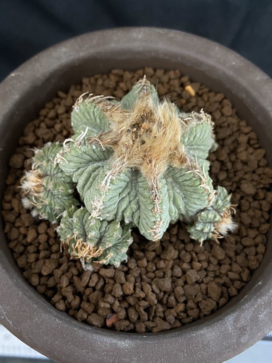 サボテン 多肉植物 805 花籠 輸入苗 Aztekium Ritteri サボテン 売買されたオークション情報 Yahooの商品情報をアーカイブ公開 オークファン Aucfan Com サボテン 多肉植物 805 花籠 輸入苗 Aztekium Ritteri サボテン 売買されたオークション情報 Yahooの商品情報をアーカイブ公開 オークファン Aucfan Com