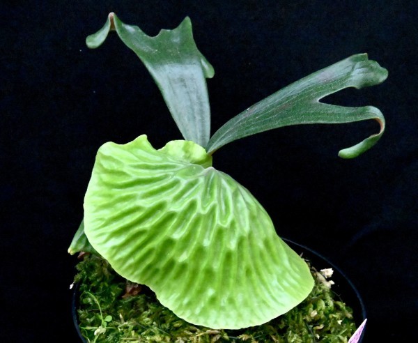 正規品，セール ビカクシダ 528 すこし大きめの良株 Platycerium madgascariense プラティセリューム マダガスカリエンセ(ビカクシダ、コウモリラン)｜売買されたオークション情報、yahooの商品情報をアーカイブ公 ビカクシダ、コウモリラン