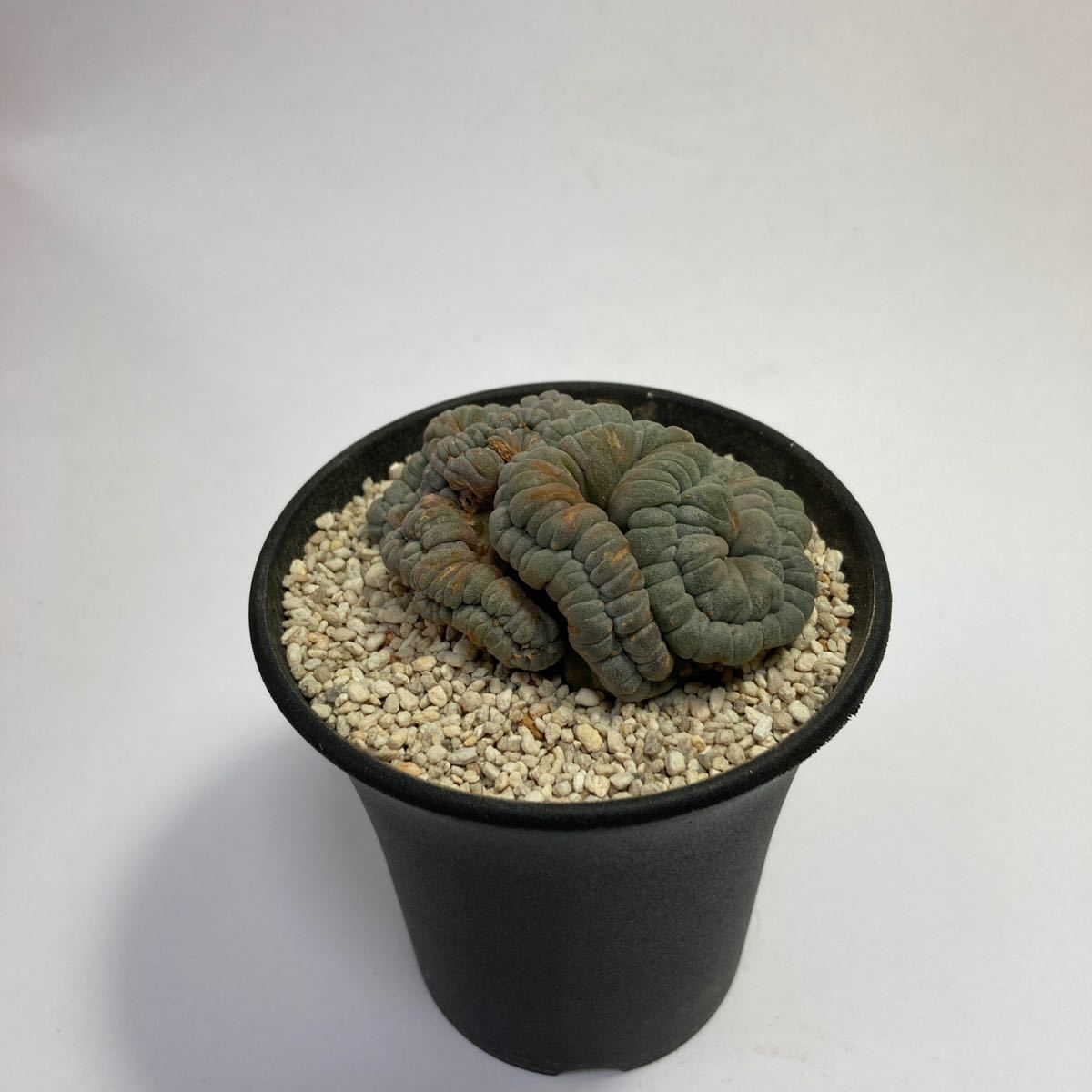 烏羽玉綴化 | ロフォフォラ ロホホラ Qusamura 叢 くさむら williamsii