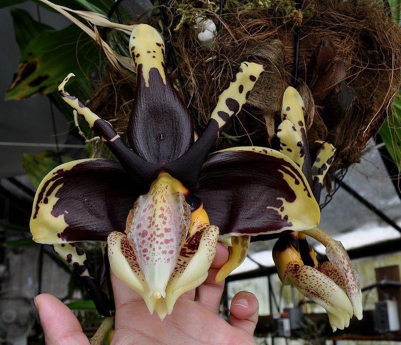 洋蘭原種 Stanhopea tigrina var nigroviolacea Predator FCC/AOS OG