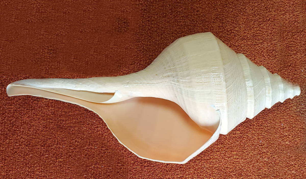 特大・美品 アラフラオオニシ貝 54cm