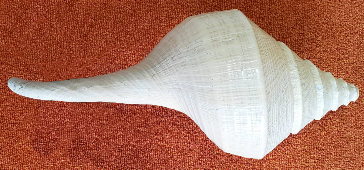 特大・美品 アラフラオオニシ貝 54cm