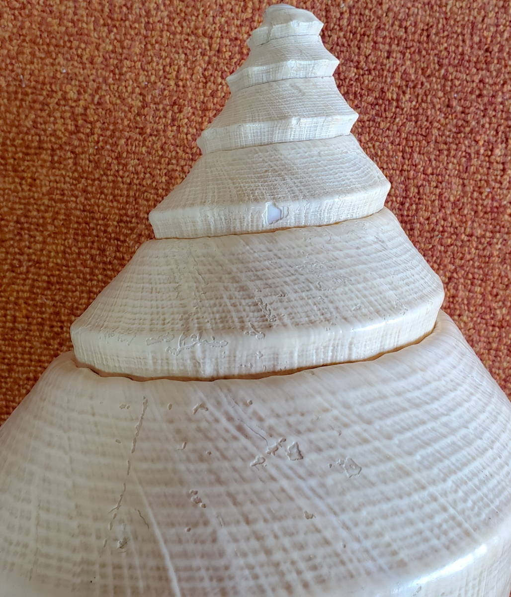 特大・美品 アラフラオオニシ貝 54cm