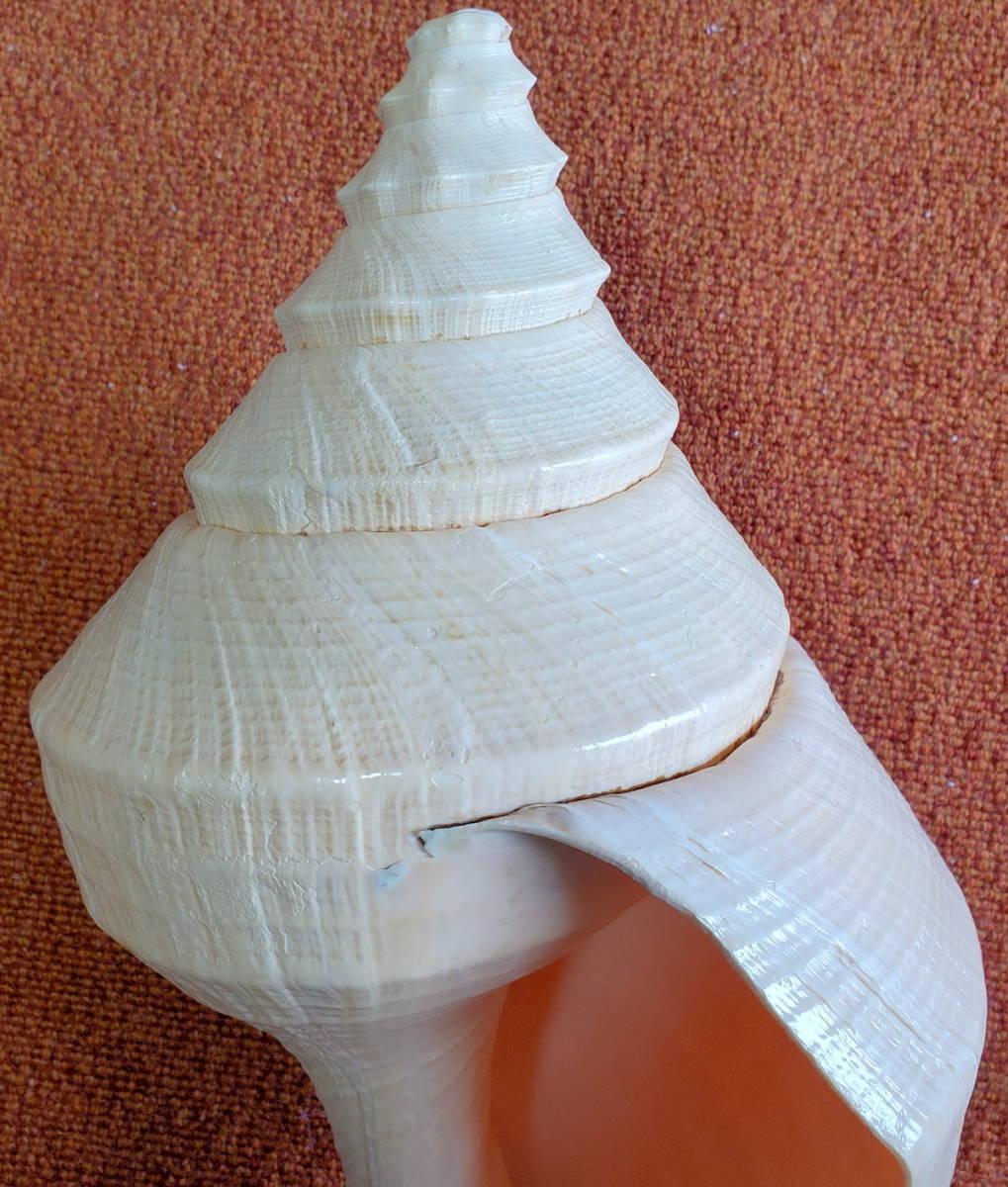 特大・美品 アラフラオオニシ貝 54cm