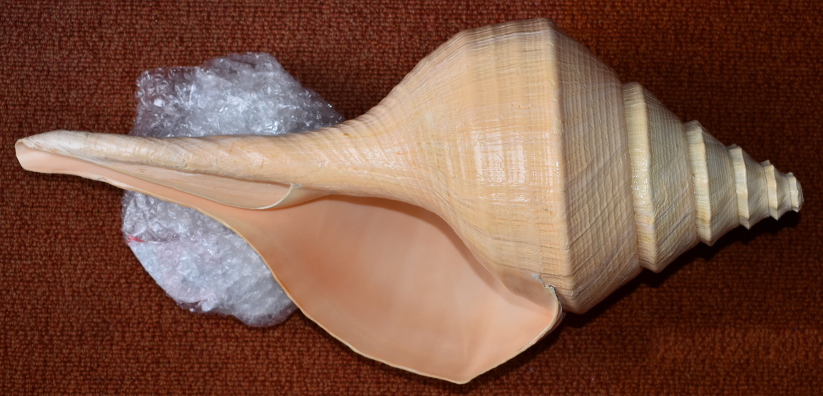 特大・美品 アラフラオオニシ貝 54cm