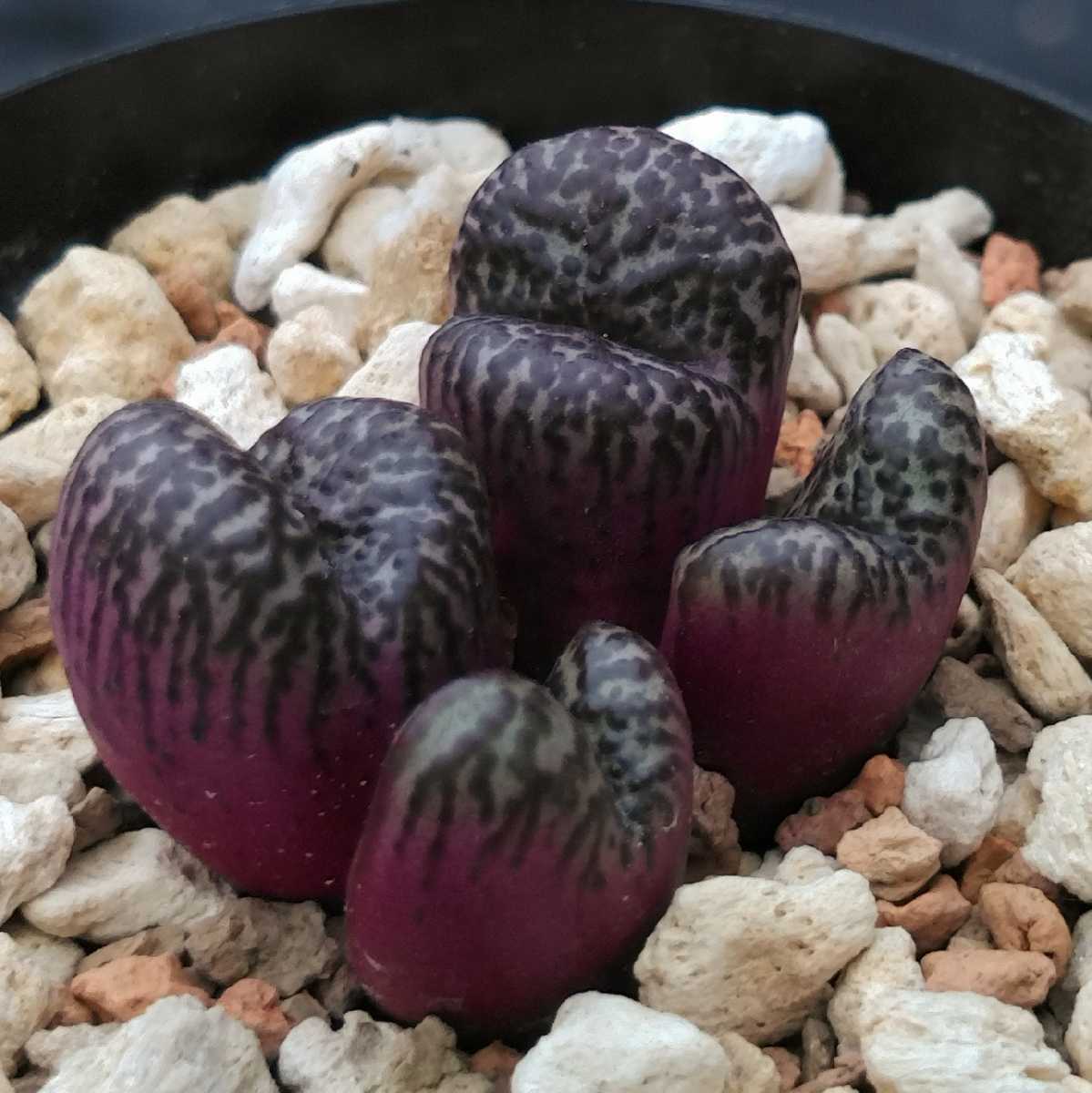 赤だれ　ムンダム　コノフィツム　 conophytum obcordellum mundum　多肉植物　サボテン 