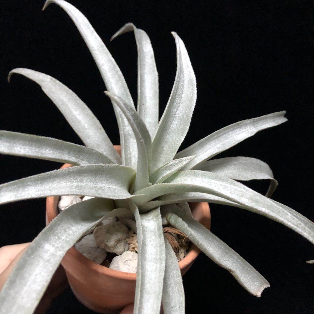 Tillandsia mima ミマ チランジア ティランジア ティランジア ミマです