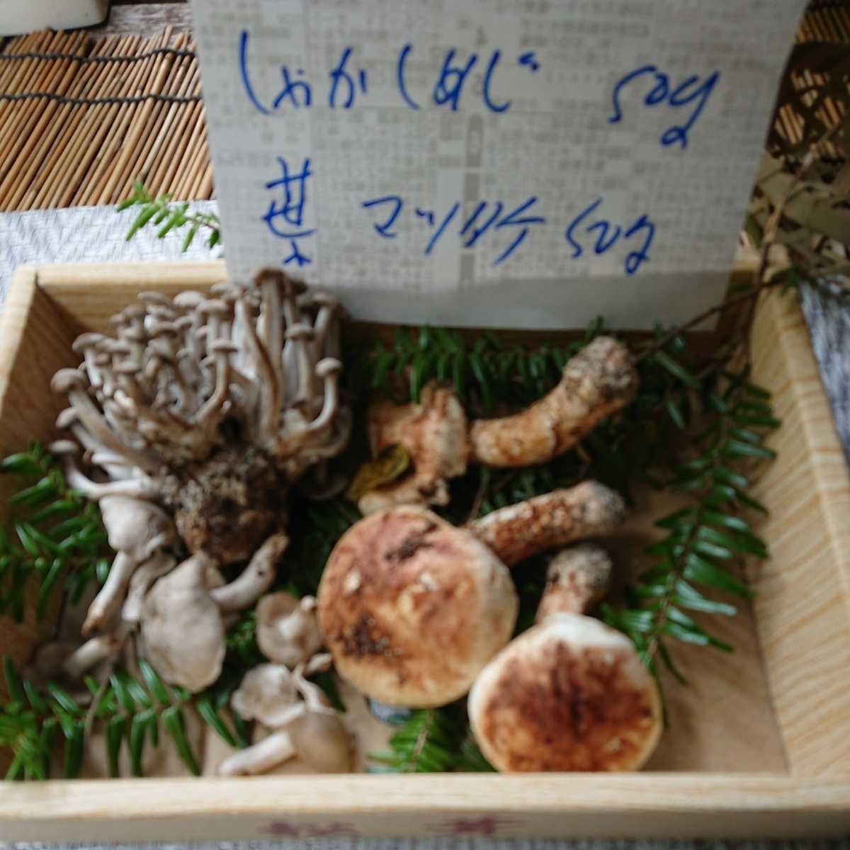 南信州産 2等級～3等級（半開き・開き）300g：長野 マツタケ 南 