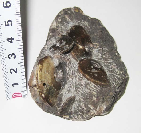 遠別産 YMS STONE 北海道の化石メタプラセンチセラス | 希少遠別町産