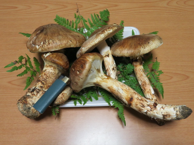 公式通販 松茸 287g 岩手県産松茸⑥ 水広場 ⁄ 岩手県岩泉町産 岩手県産 