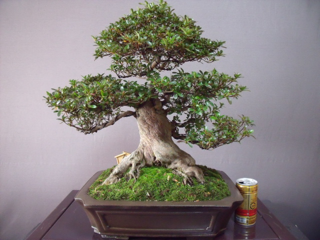 さつき ミニ盆栽 樹高8 皐月 サツキ 星の輝 昭山 ミニ 小品 盆栽 真柏