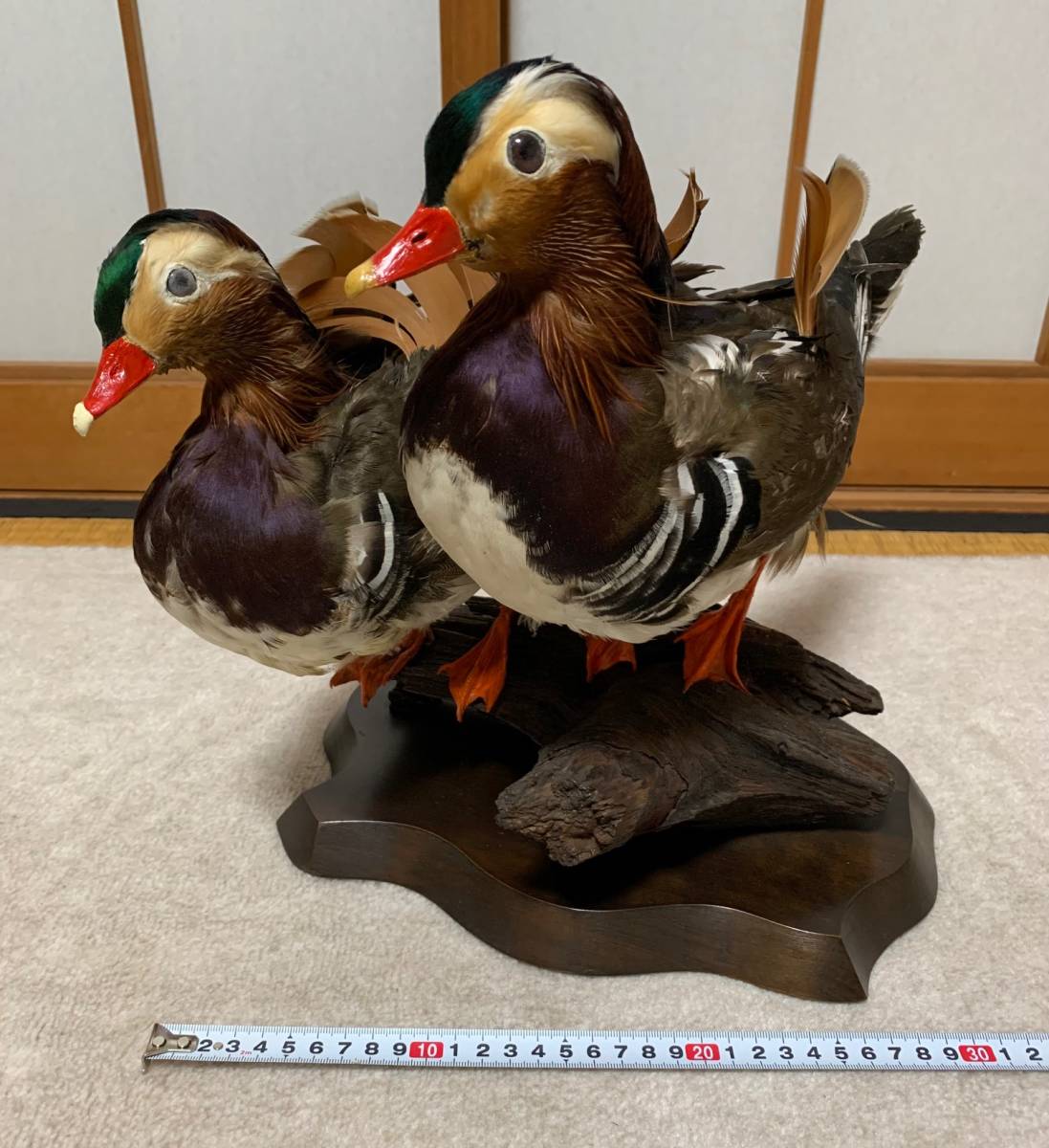 オシドリ 鴛鴦 つがい 剥製 【公式通販】