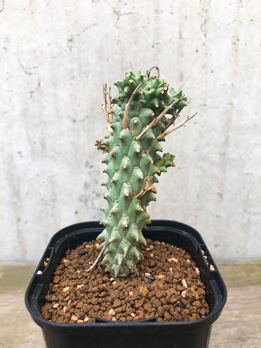 Euphorbia multiceps B133【大棘】ユーフォルビア ムルチセプス 多頭