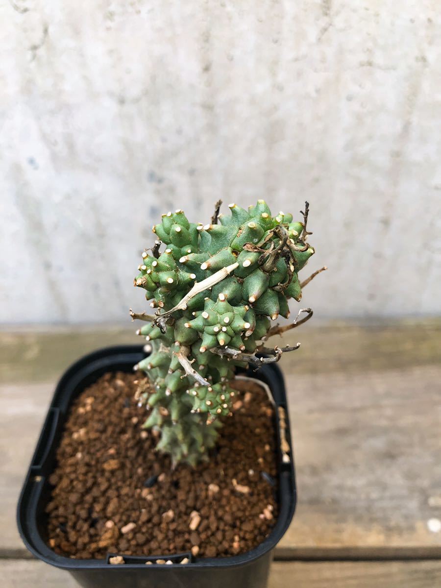 Euphorbia multiceps B133【大棘】ユーフォルビア ムルチセプス 多頭