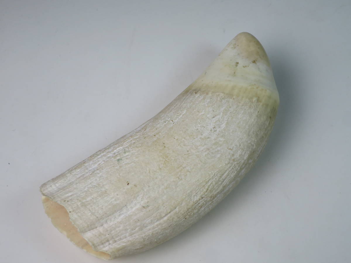マッコウクジラ J001鯨歯 (約)54.6g 公式通販 希少 抹香鯨 印材 重量約518g