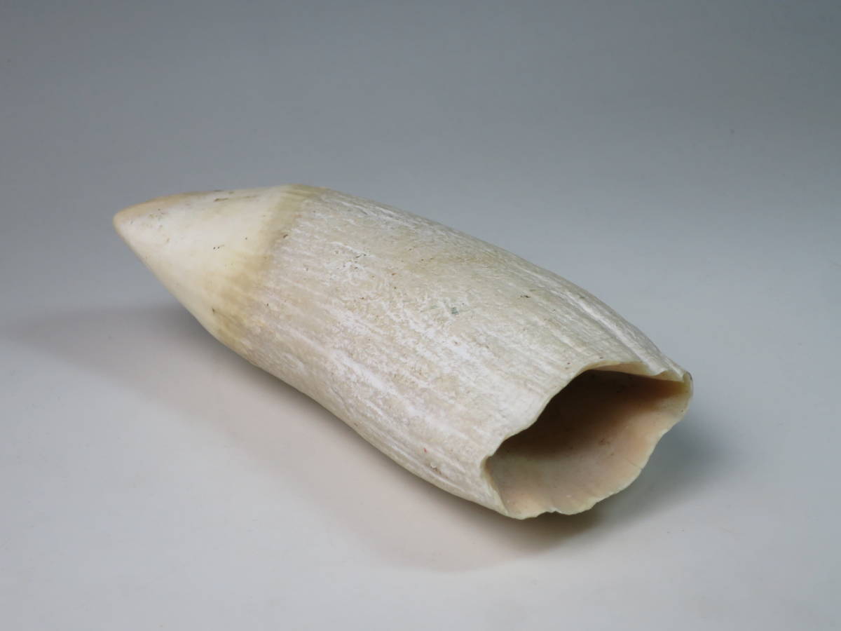 重さ553g 鯨歯 マッコウクジラ 【公式通販】