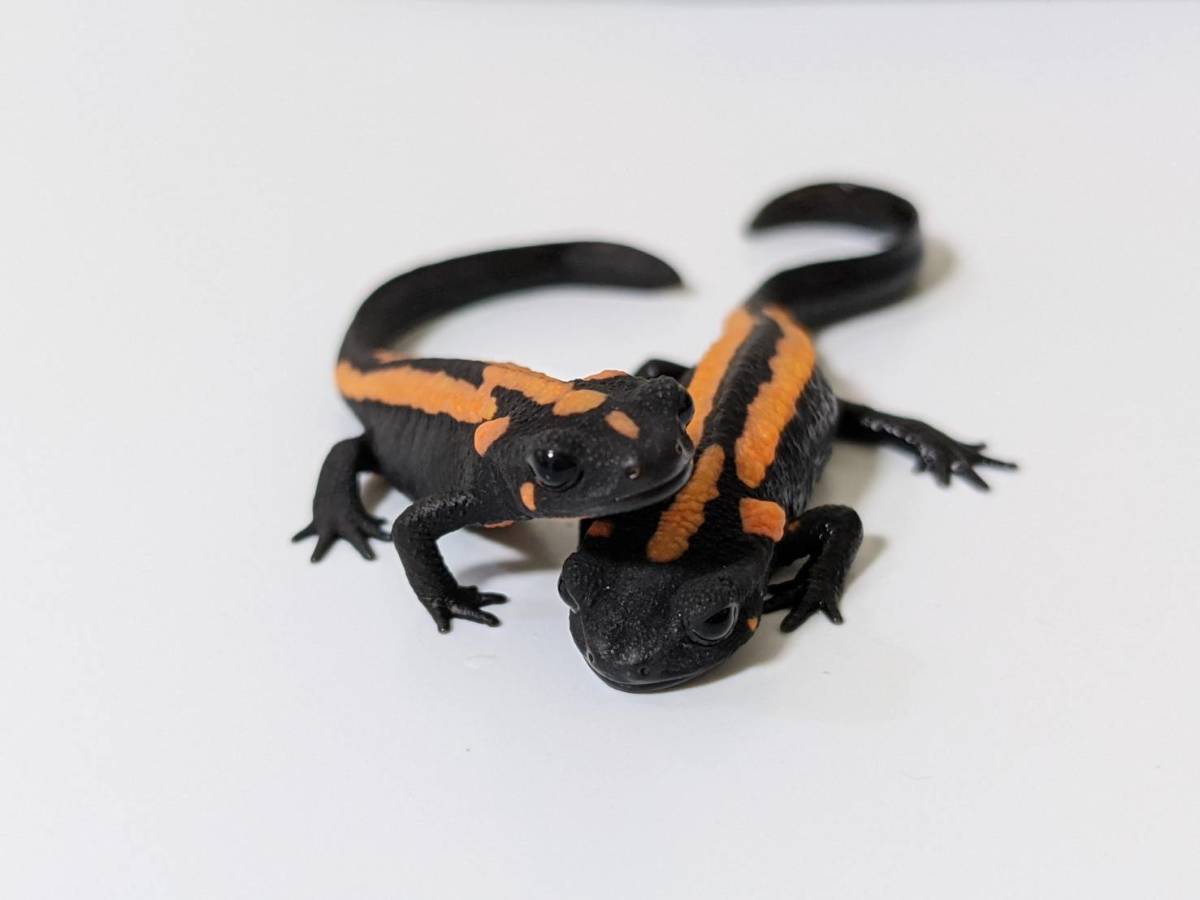 ラオスコブイモリ 2匹 - (両生類) 「ラオス」イモリ、サラマンダー 