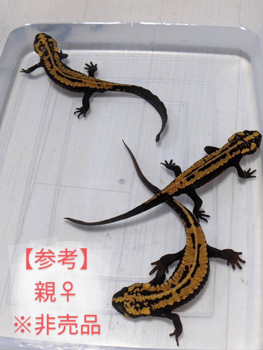 ラオスコブイモリ 2匹 - (両生類) 「ラオス」イモリ、サラマンダー 