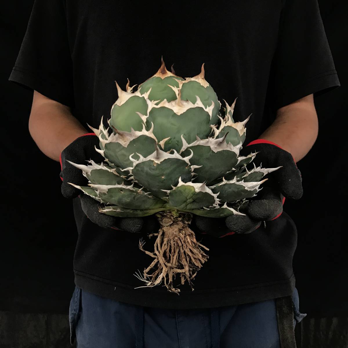 Agave チタノタ アガベ ボールタイプ Titanota titanota and 白鯨 台湾