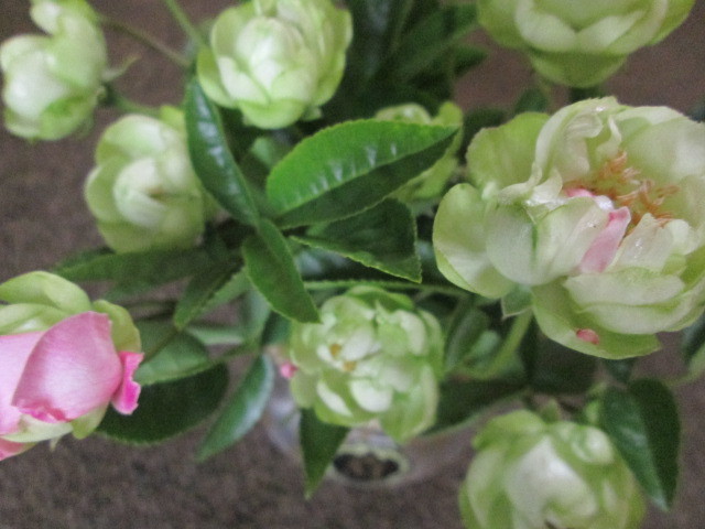 エクレール ラディッシュ オリーブ 切り花品種3苗セット お得にどうぞ バラ 売買されたオークション情報 Yahooの商品情報をアーカイブ公開 オークファン Aucfan Com