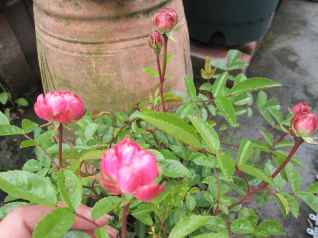 エクレール ラディッシュ オリーブ 切り花品種3苗セット お得にどうぞ バラ 売買されたオークション情報 Yahooの商品情報をアーカイブ公開 オークファン Aucfan Com