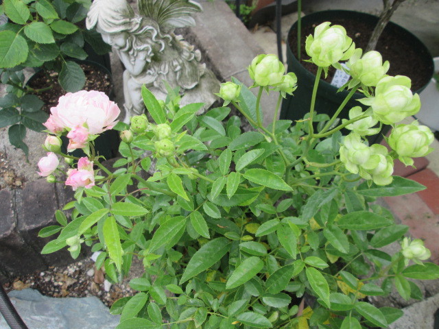 エクレール ラディッシュ オリーブ 切り花品種3苗セット お得にどうぞ バラ 売買されたオークション情報 Yahooの商品情報をアーカイブ公開 オークファン Aucfan Com