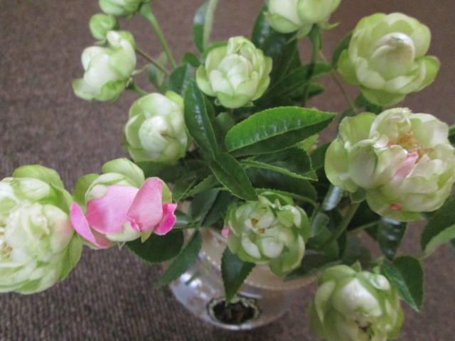 エクレール ラディッシュ オリーブ 切り花品種3苗セット お得にどうぞ バラ 売買されたオークション情報 Yahooの商品情報をアーカイブ公開 オークファン Aucfan Com