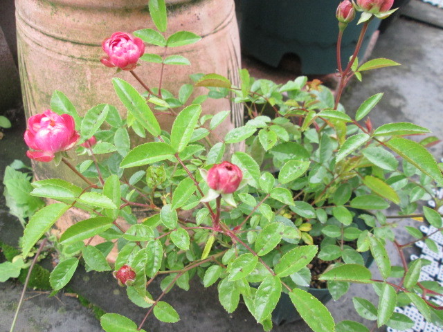 エクレール ラディッシュ オリーブ 切り花品種3苗セット お得にどうぞ バラ 売買されたオークション情報 Yahooの商品情報をアーカイブ公開 オークファン Aucfan Com