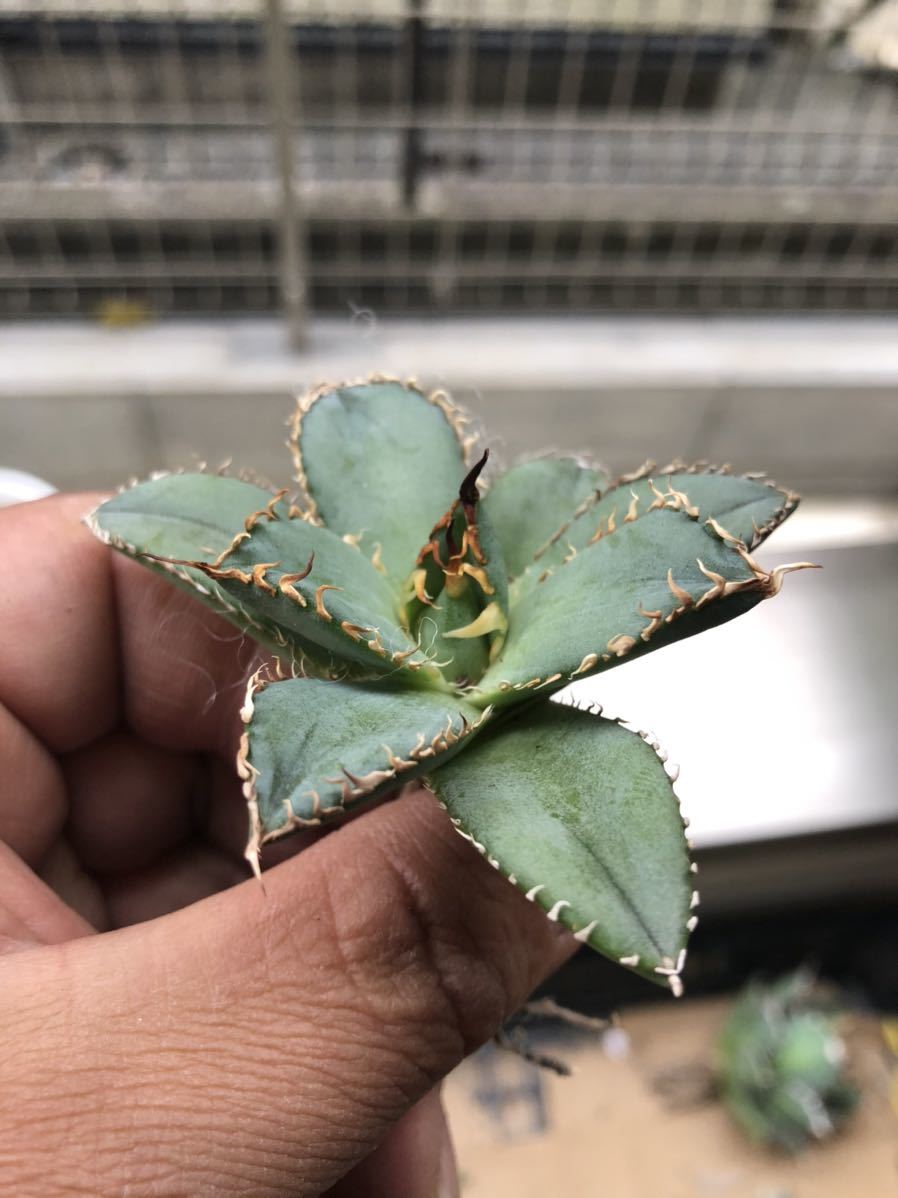 多肉植物アガベ チタノタ フィリグリー 圓葉拇指
