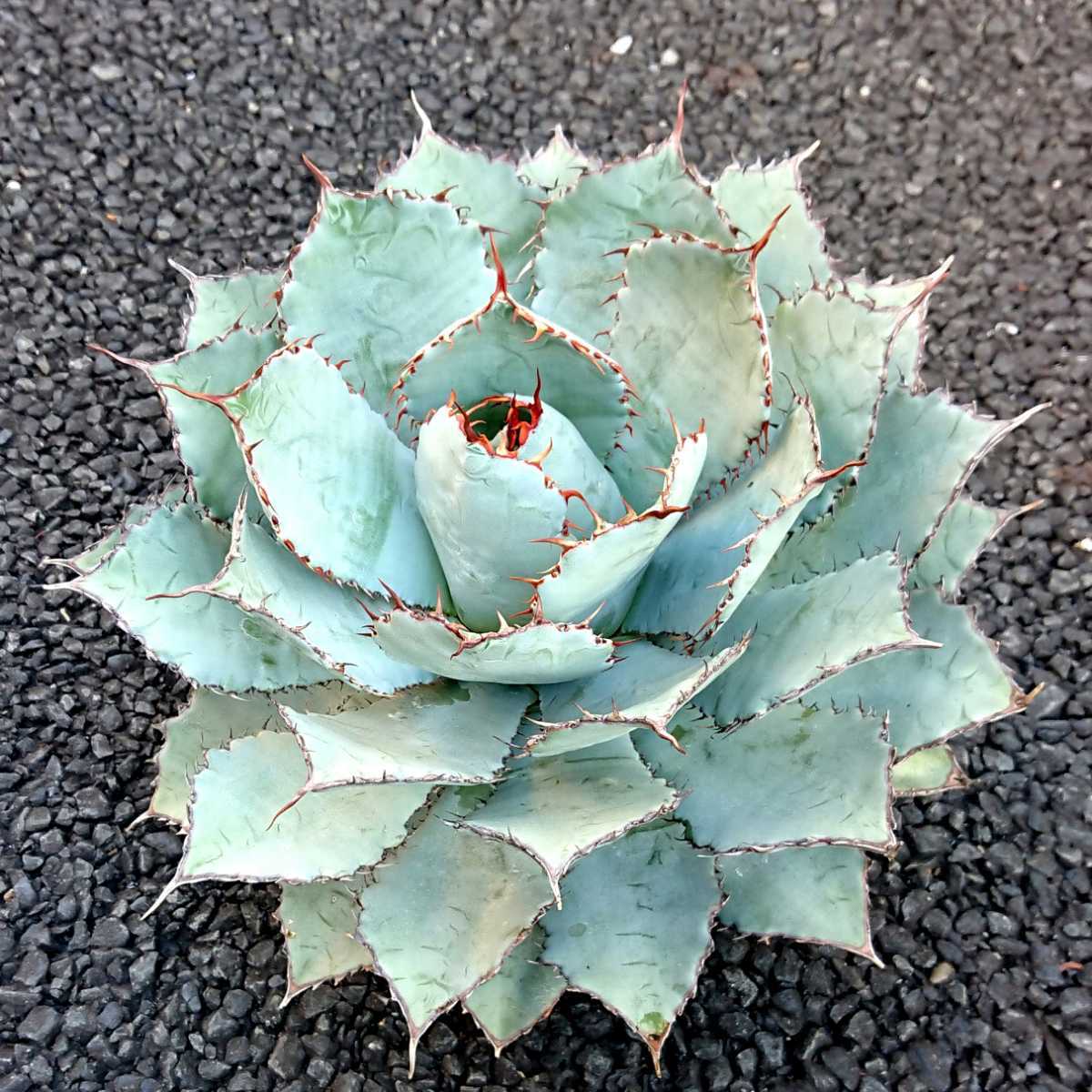 アガベ グアダラハラナ レオン agave guadalajarana 'Leon