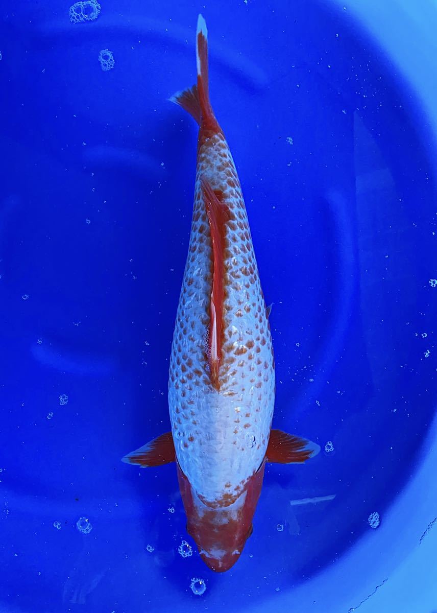 逸品鯉現地直販 山重養鯉場 作出 直送 鹿の子銀鱗雪浅黄 3歳53 メス 錦鯉 売買されたオークション情報 Yahooの商品情報をアーカイブ公開 オークファン Aucfan Com