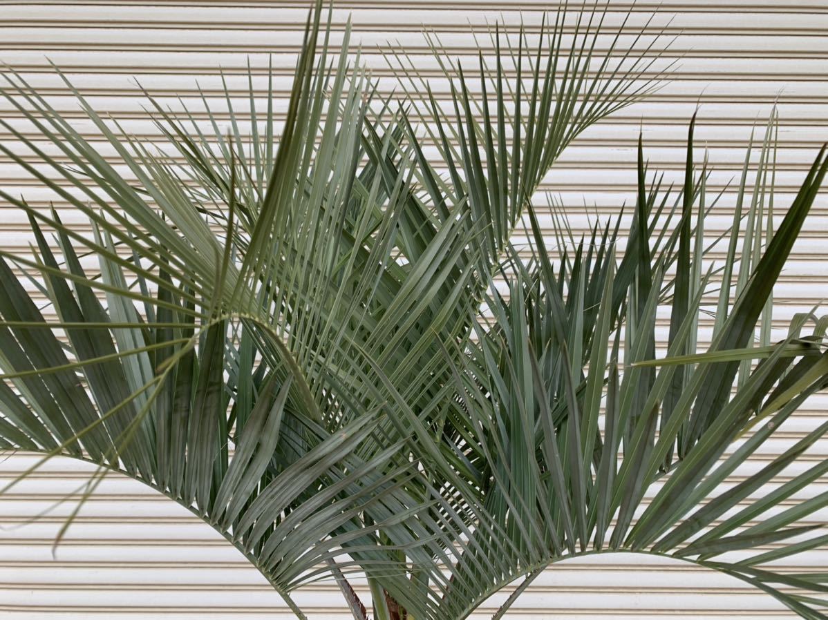 ココスヤシ 幹太 シルバーリーフ ヤシの木 ヤシ 庭木 植木 庭 シンボルツリー ガーデニング 鉢植え等 植木 庭木 売買されたオークション情報 Yahooの商品情報をアーカイブ公開 オークファン Aucfan Com